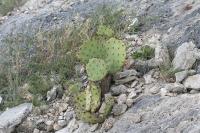 pa_1465_opuntia_sp..jpg