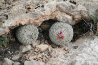 pa_1468_epithelantha_greggii.jpg