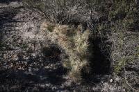 pa_146_cylindropuntia_tunicata.jpg