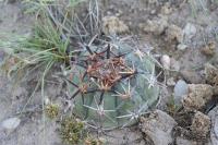 pa_1470_echinocactus_horizonthalonius.jpg
