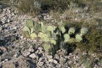 pa_1472_opuntia_sp..jpg