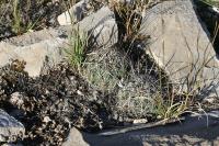 pa_1473_coryphantha_sp..jpg