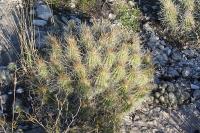 pa_1474_echinocereus_enneacanthus.jpg