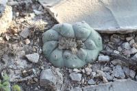 pa_1476_lophophora_williamsii.jpg