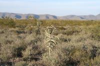 pa_1477_cylindropuntia_imbricata.jpg