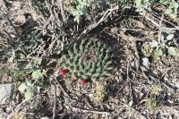 pa_1478_mammillaria_heyderi.jpg