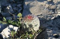 pa_1479_echinocereus_pectinatus.jpg