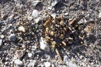 pa_147_ariocarpus_confusus_b_l_.jpg
