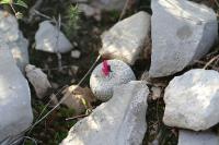 pa_1480_epithelantha_micromeris.jpg