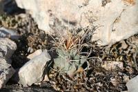 pa_1481_glandulicactus_uncinatus.jpg