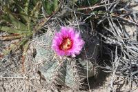 pa_1482_echinocactus_horizonthalonius.jpg
