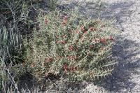pa_1483_cylindropuntia_leptocaulis.jpg