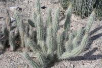 pa_1484_grusonia_bradtiana.jpg