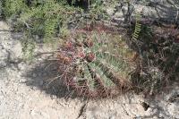 pa_1485_hamatocactus_hamatacaanthus.jpg