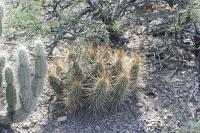 pa_1487_echinocereus_enneacanthus.jpg