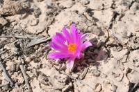 pa_1488_ariocarpus_kotschoubeyanus.jpg