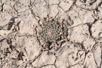 pa_1489_mammillaria_heyderi.jpg