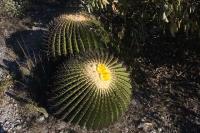pa_148_echinocactus_platyacanthus.jpg