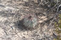 pa_1490_echinocactus_horizonthalonius.jpg