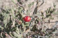 pa_1493_cylindropuntia_leptocaulis.jpg