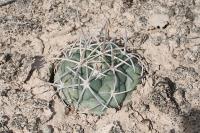 pa_1494_coryphantha_poselgeriana.jpg