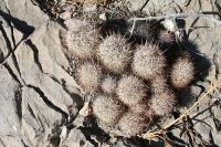 pa_1495_coryphantha_pseudoechinus.jpg