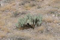 pa_1496_opuntia_sp..jpg