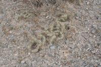 pa_1498_micropuntia_sp..jpg