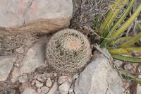 pa_1499_mammillaria_grusonii.jpg