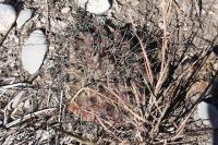 pa_149_thelocactus_bueckii.jpg