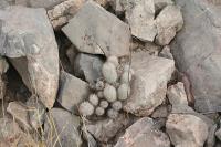pa_1500_mammillaria_pottsii.jpg