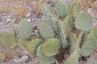 pa_1501_opuntia_sp..jpg