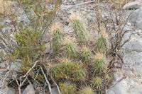 pa_1502_echinocereus_enneacanthus.jpg