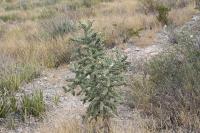 pa_1503_cylindropuntia_imbricata.jpg