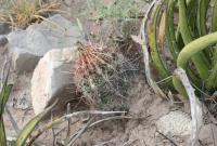 pa_1505_thelocactus_bicolor.jpg