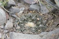 pa_1506_ariocarpus_fissuratus.jpg