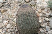 pa_1508_echinomastus_durangensis.jpg