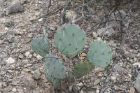 pa_1509_opuntia_sp..jpg