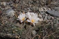 pa_150_ariocarpus_confusus_b_l_.jpg