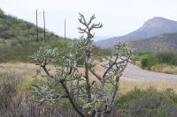 pa_1510_cylindropuntia_imbricata.jpg