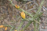pa_1511_cylindropuntia_kleiniae.jpg