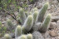 pa_1512_echinocereus_stramineus.jpg