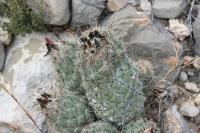 pa_1513_coryphantha_durangensis.jpg
