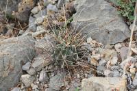 pa_1514_glandulicactus_uncinatus_var._wrightii.jpg