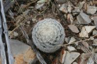 pa_1515_mammillaria_candida.jpg