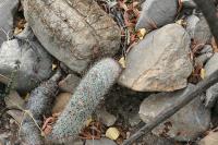 pa_1516_mammillaria_pottsii.jpg