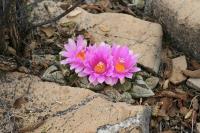 pa_1518_ariocarpus_fissuratus_var._lloydii.jpg