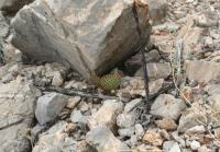 pa_1519_opuntia_microdasys.jpg