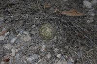 pa_151_coryphantha_radians.jpg