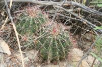 pa_1520_hamatocactus_hamatacanthus.jpg
